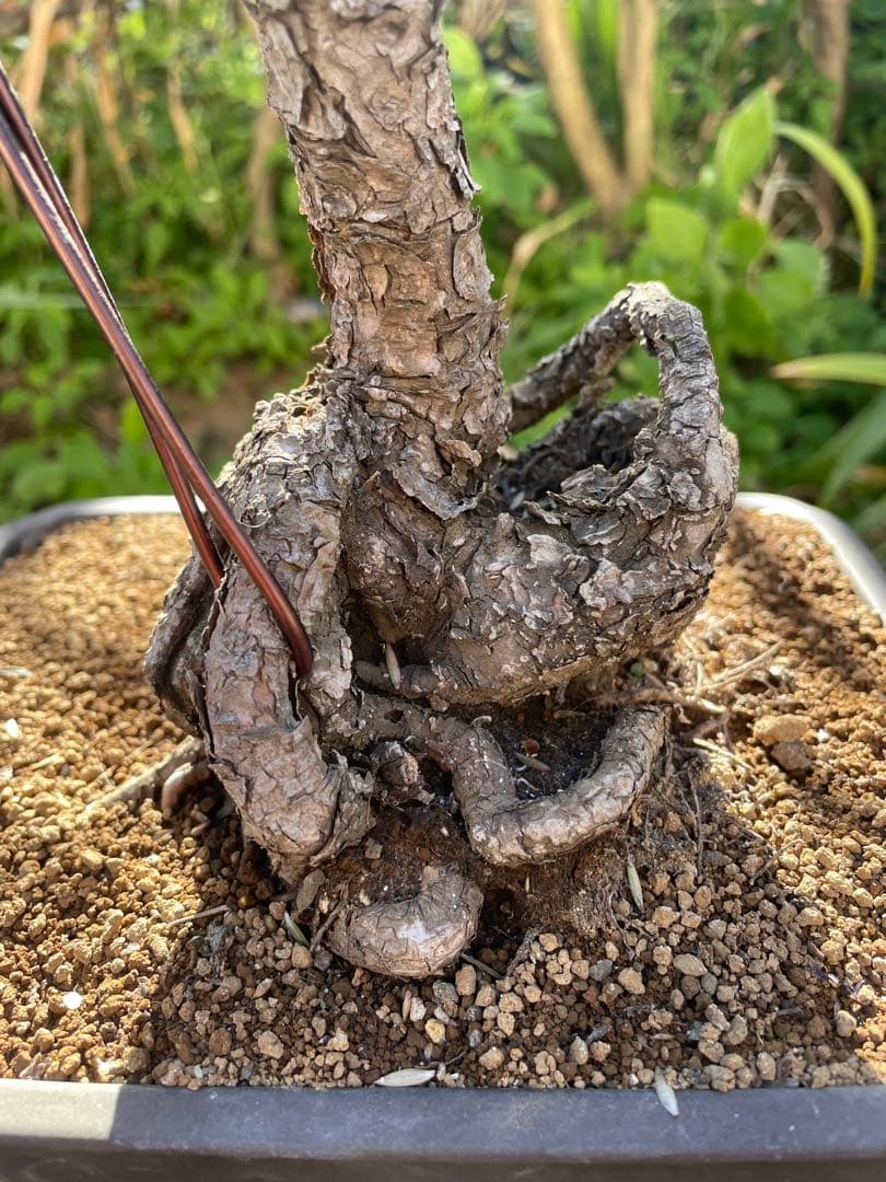 山採り黒松盆栽