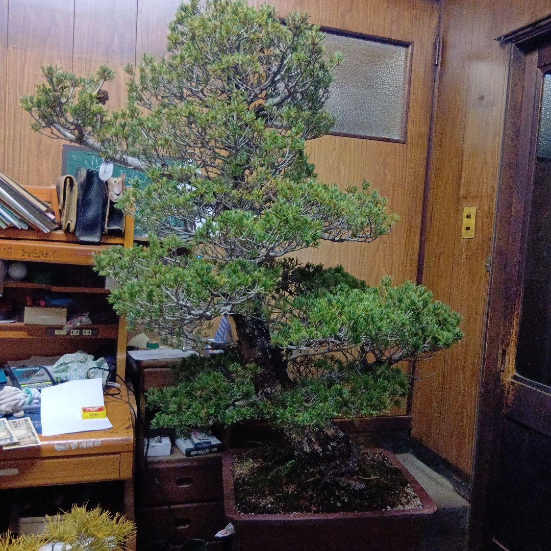 瑞祥か九重松（幹根元直径約15センチ）盆栽持ち込み古い