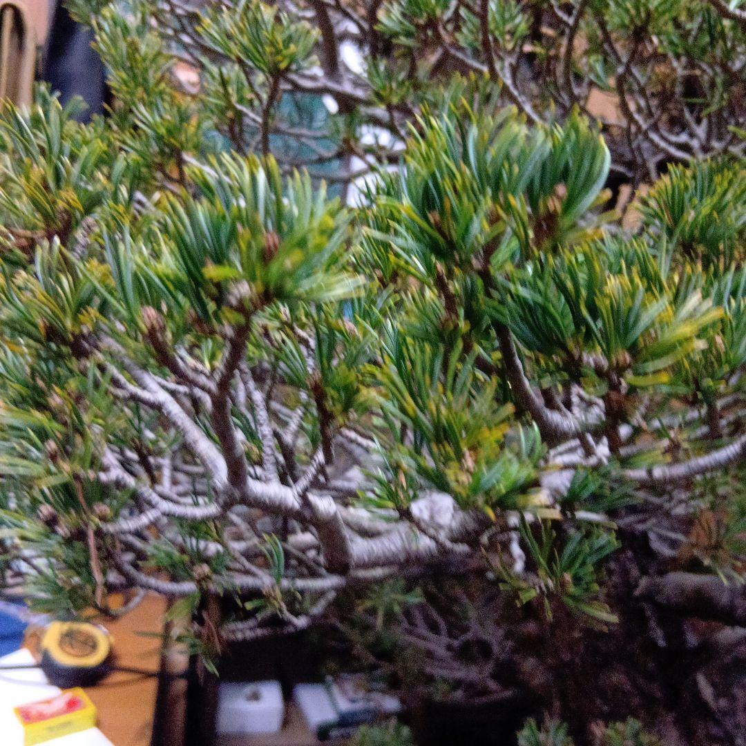 瑞祥か九重松（幹根元直径約15センチ）盆栽持ち込み古い