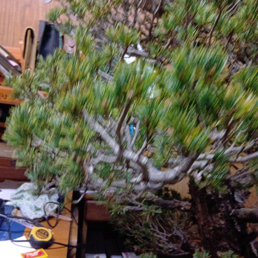 瑞祥か九重松（幹根元直径約15センチ）盆栽持ち込み古い