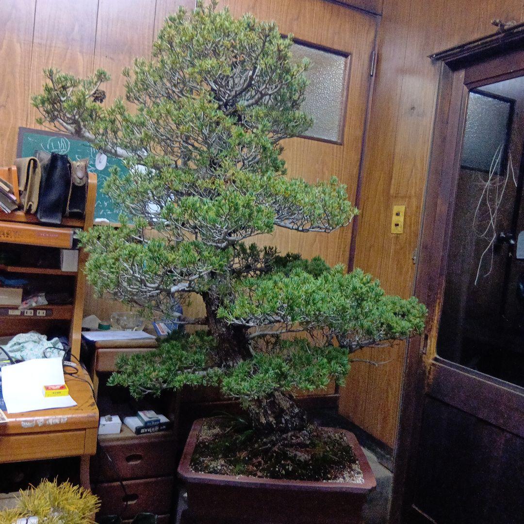 瑞祥か九重松（幹根元直径約15センチ）盆栽持ち込み古い