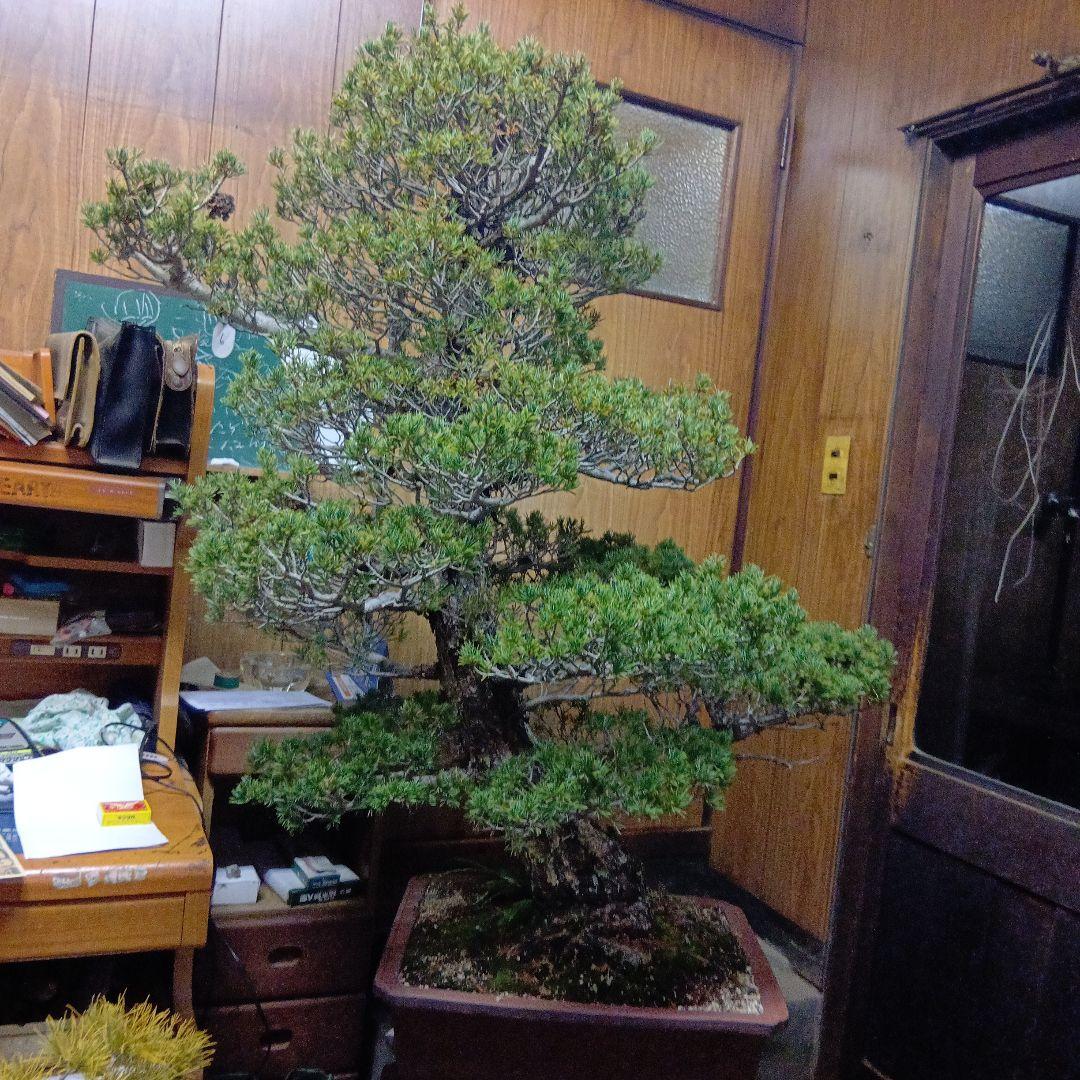 瑞祥か九重松（幹根元直径約15センチ）盆栽持ち込み古い