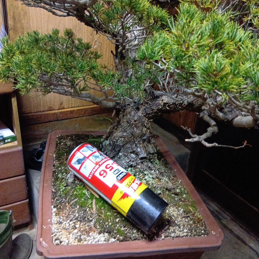 瑞祥か九重松（幹根元直径約15センチ）盆栽持ち込み古い