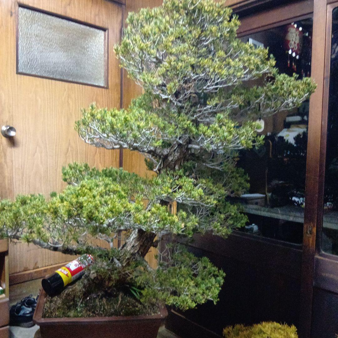 瑞祥か九重松（幹根元直径約15センチ）盆栽持ち込み古い