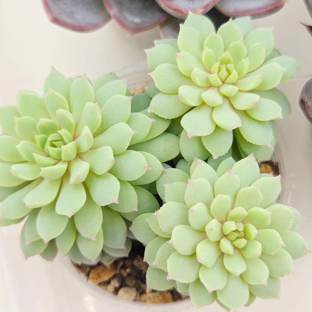 か*え様 ㊲大きめ苗! 桜鬼❣️ちょこん❣️華切子❣️おらいさん発根済 6苗 メ