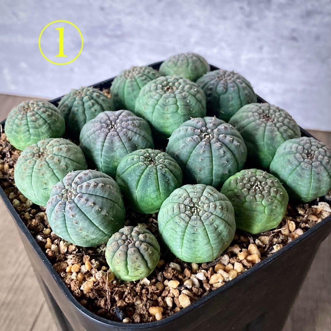 ぬぬぬ様　画像確認用