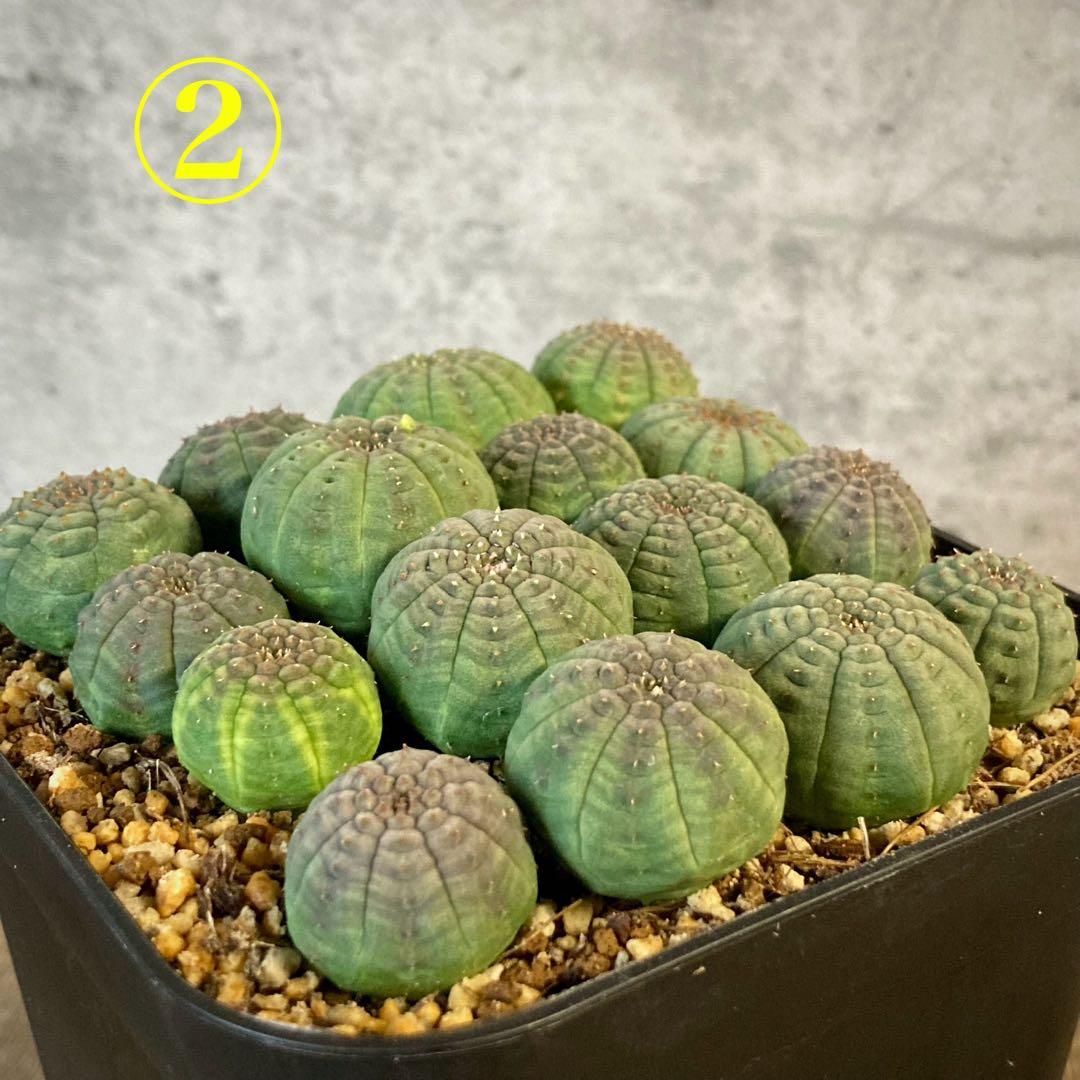 ぬぬぬ様　画像確認用