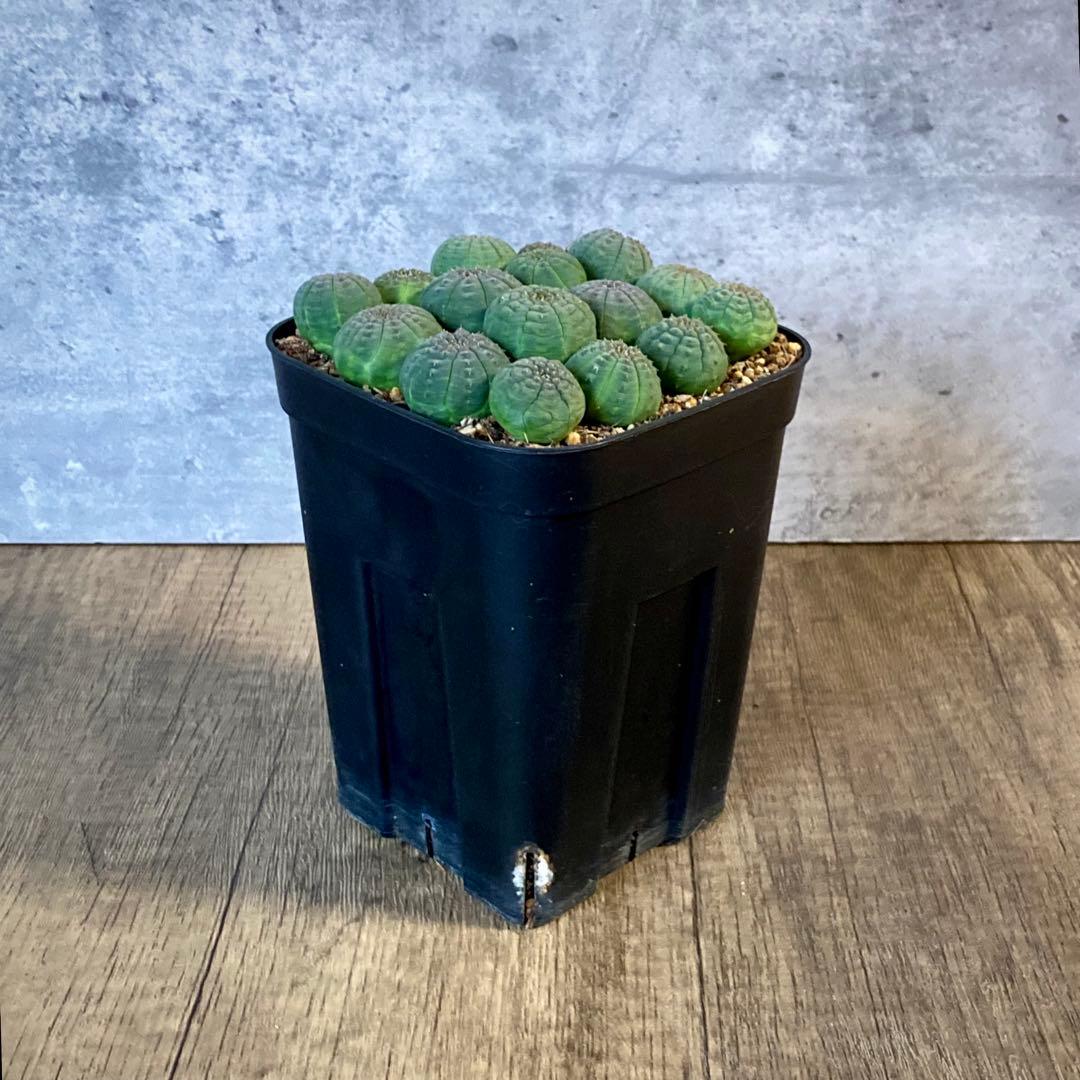 ぬぬぬ様　画像確認用