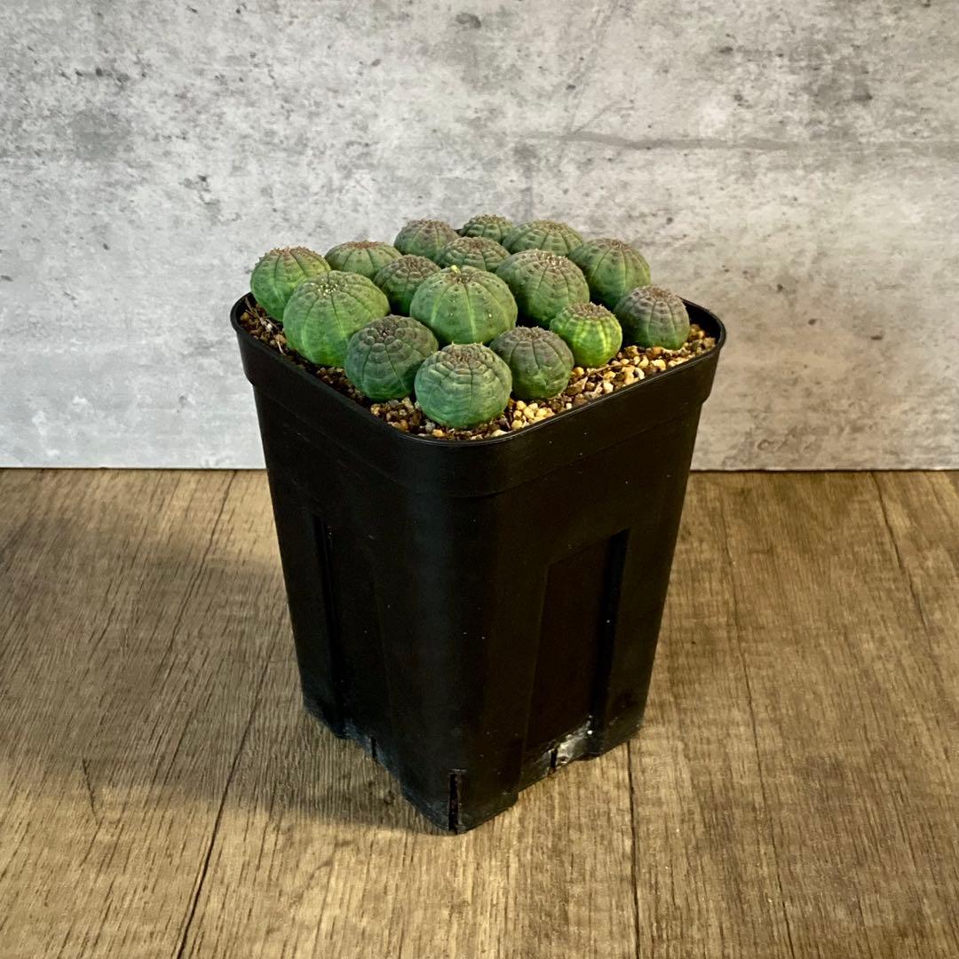 ぬぬぬ様　画像確認用