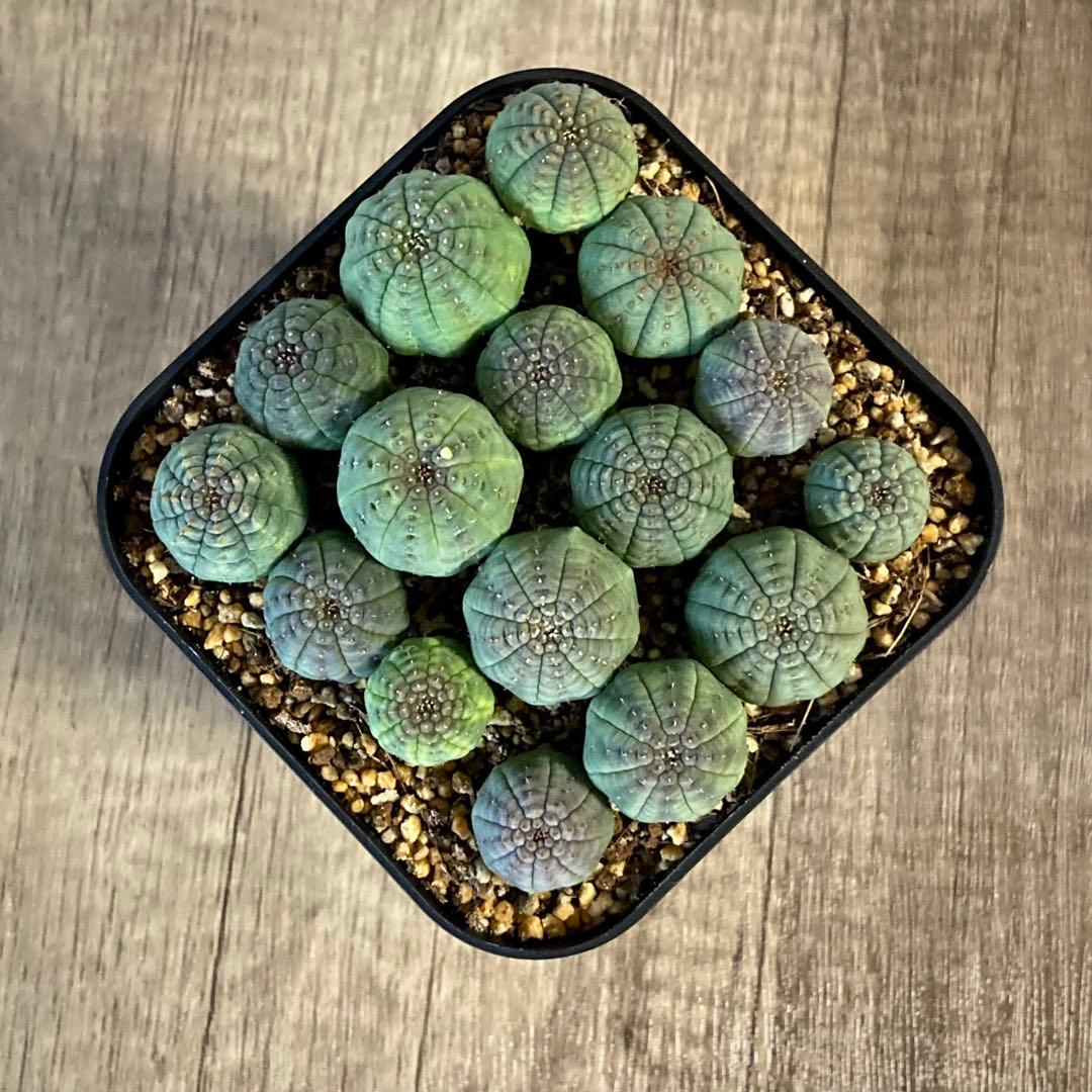 ぬぬぬ様　画像確認用