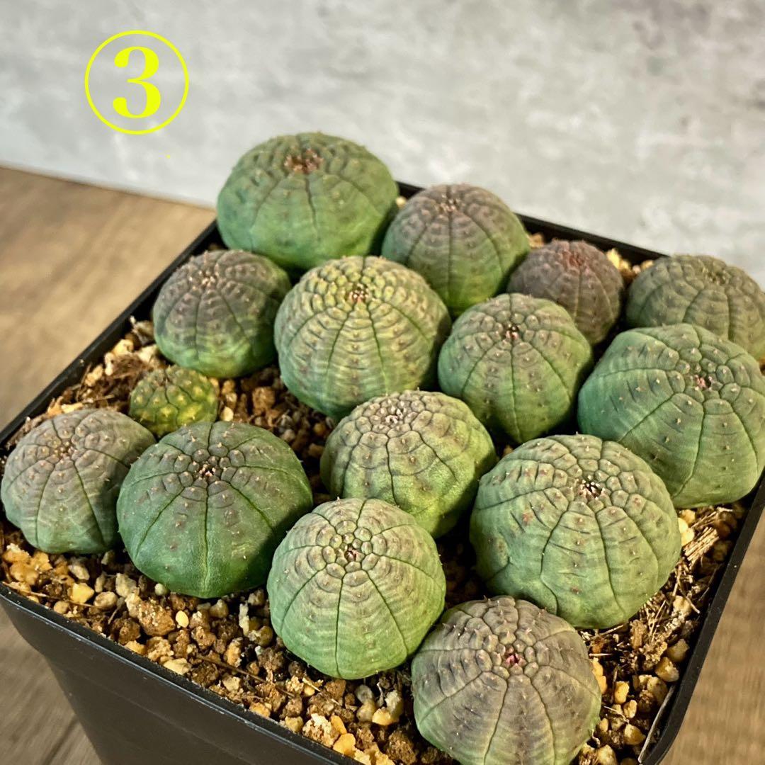 ぬぬぬ様　画像確認用