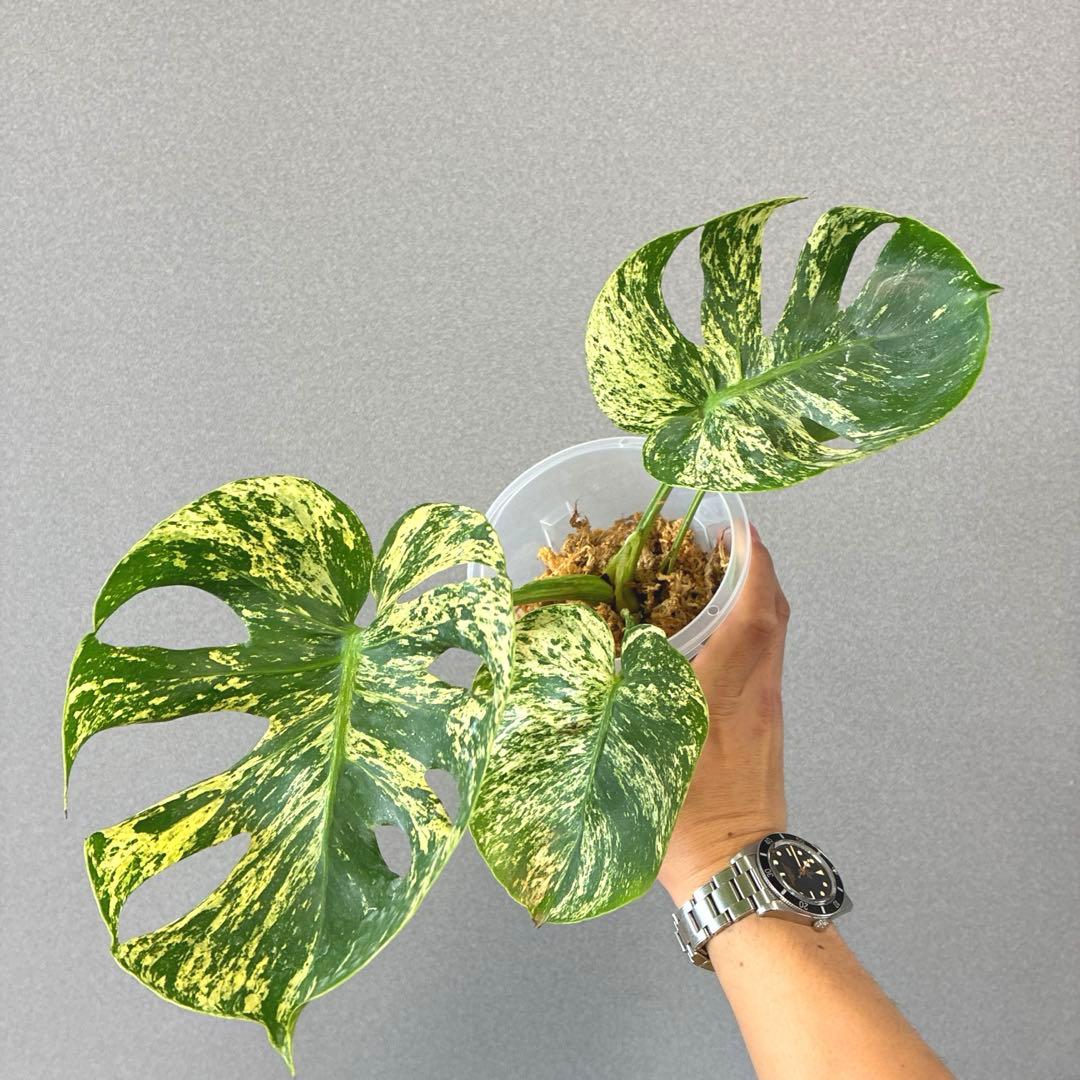 超超絶希少❗️モンステラ　デリシオーサ　サイアムミント　\"Siam mint\"✨