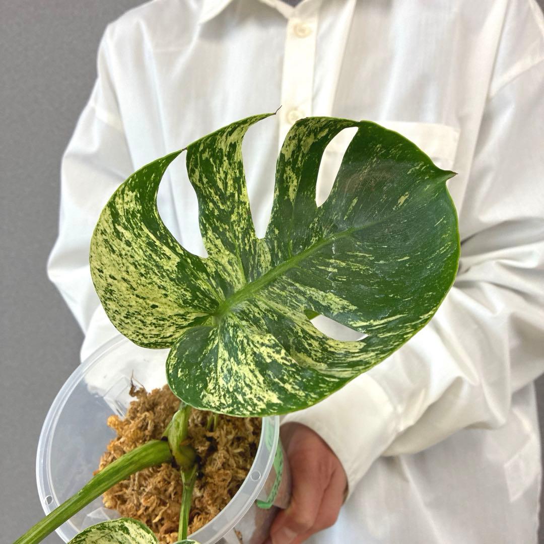 超超絶希少❗️モンステラ　デリシオーサ　サイアムミント　\"Siam mint\"✨
