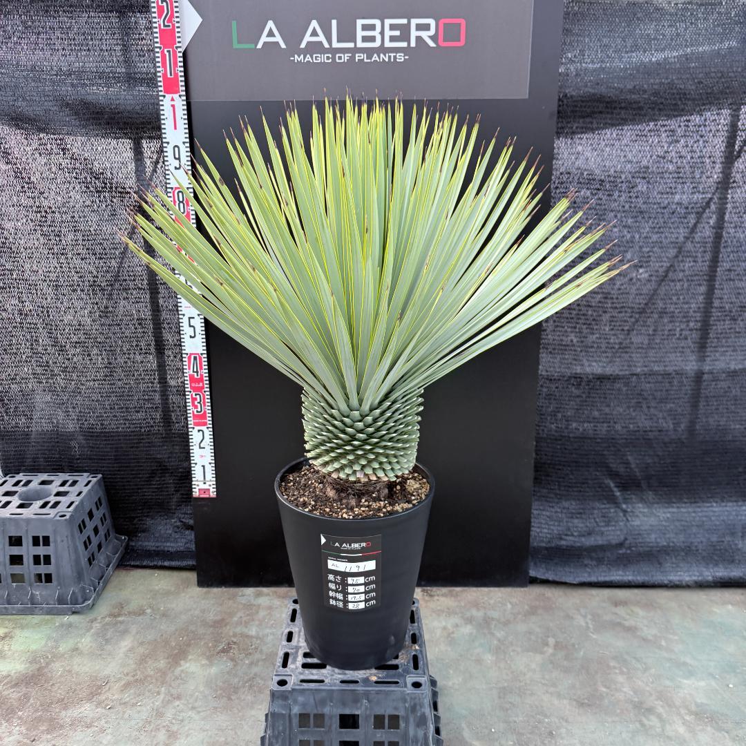 【AL1191】ユッカ　ロストラータ　シルバーブルー　極太　超美形　短葉