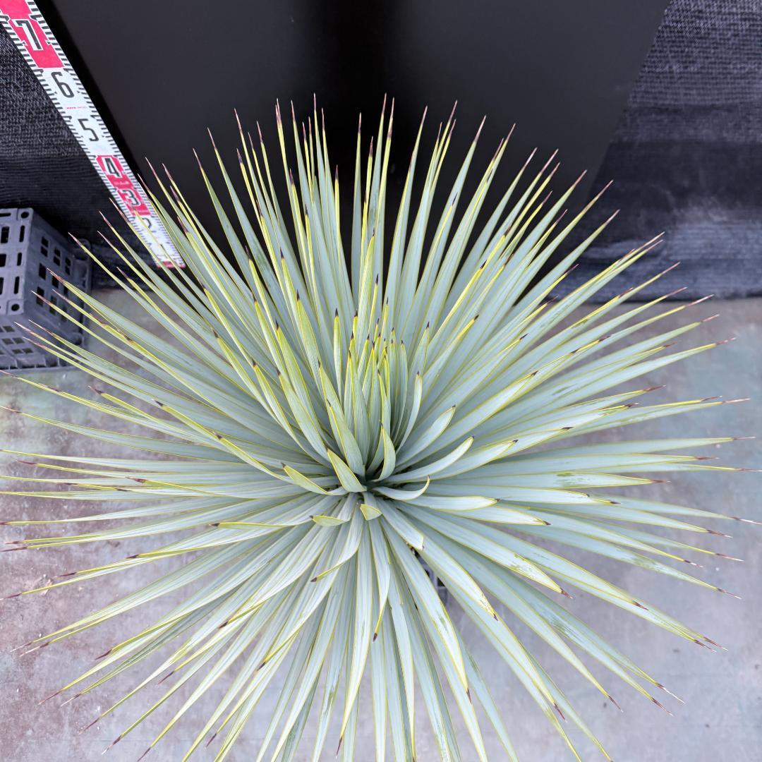 【AL1191】ユッカ　ロストラータ　シルバーブルー　極太　超美形　短葉
