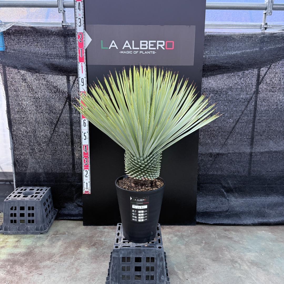 【AL1191】ユッカ　ロストラータ　シルバーブルー　極太　超美形　短葉