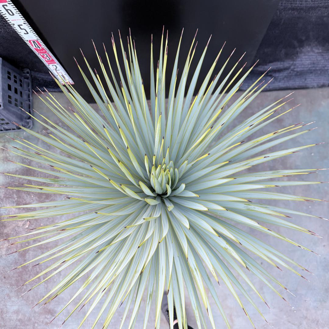 【AL1191】ユッカ　ロストラータ　シルバーブルー　極太　超美形　短葉