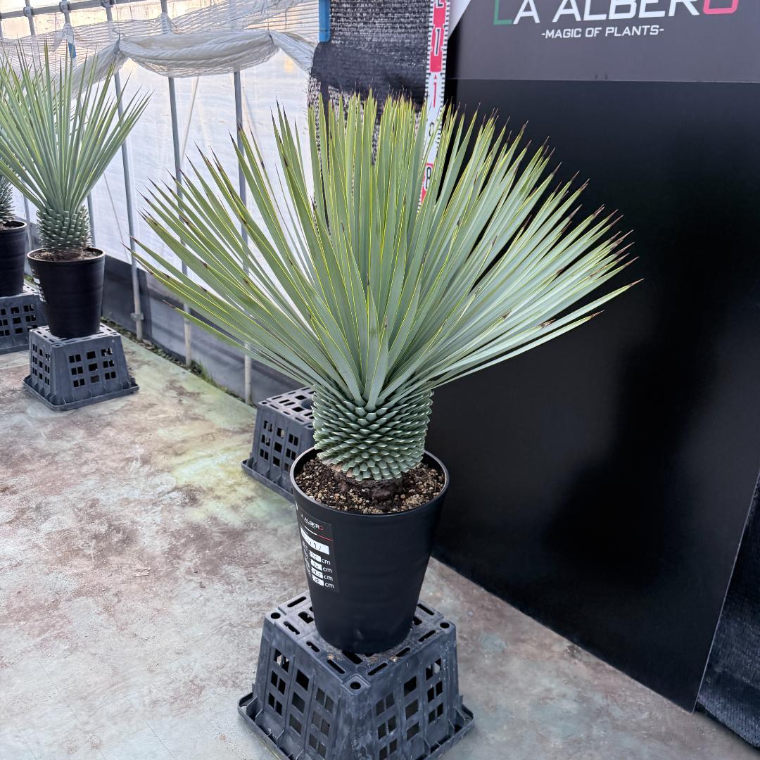 【AL1191】ユッカ　ロストラータ　シルバーブルー　極太　超美形　短葉