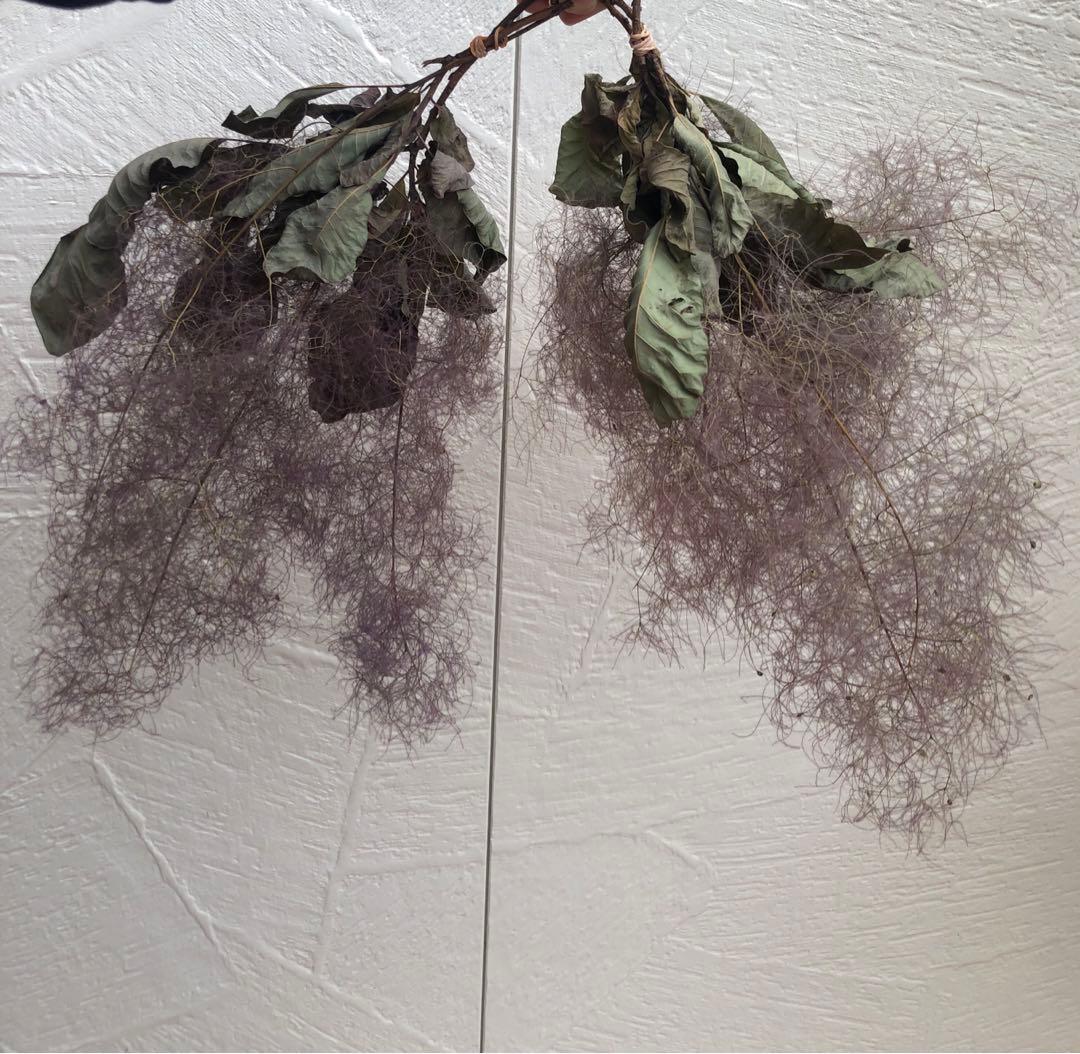 ドライフラワー　スモークツリー