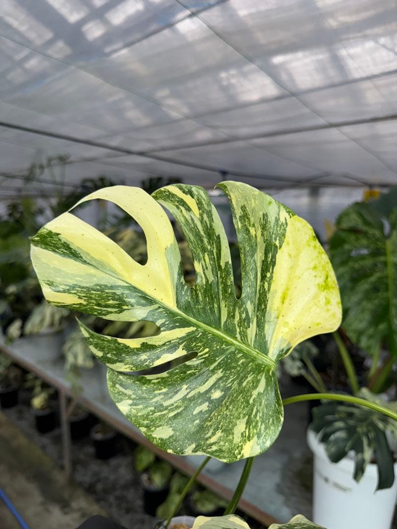 5モンステラ　クリームブリュレ　タイコンステレーション　健康美斑入りカット苗