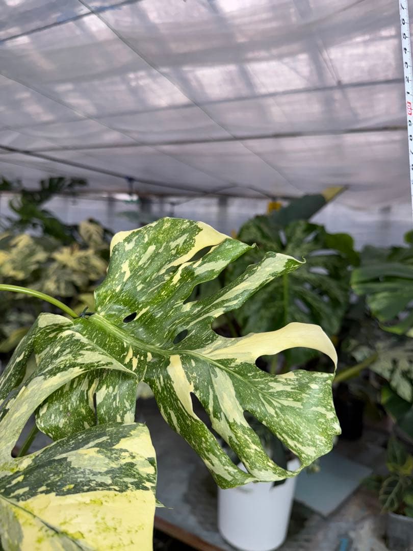 5モンステラ　クリームブリュレ　タイコンステレーション　健康美斑入りカット苗