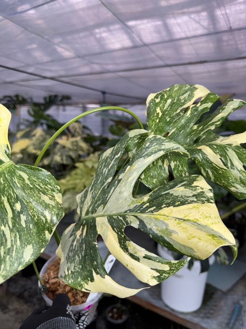 5モンステラ　クリームブリュレ　タイコンステレーション　健康美斑入りカット苗