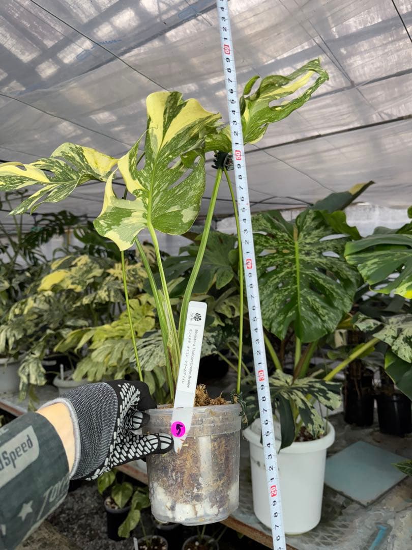 5モンステラ　クリームブリュレ　タイコンステレーション　健康美斑入りカット苗