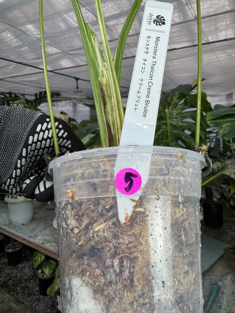 5モンステラ　クリームブリュレ　タイコンステレーション　健康美斑入りカット苗