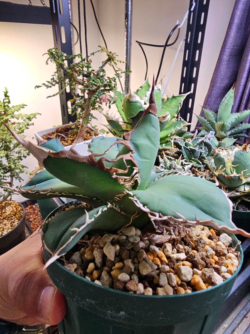 【選抜実生】 オテロイ　子株(とんでもないポテンシャルです)