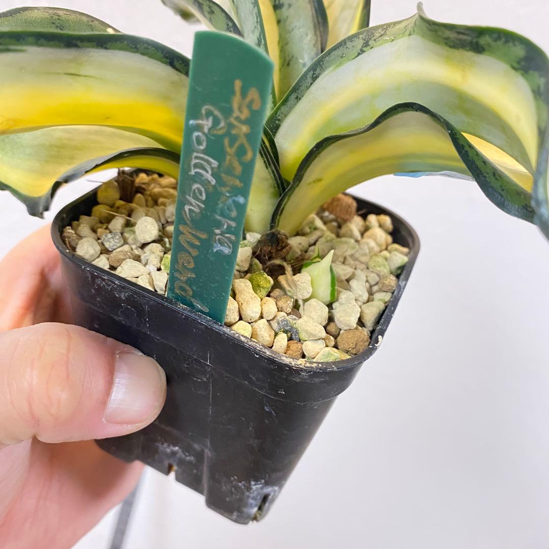 ちぃー様 専用 【発根済】サンスベリア ゴールデンウェンディ #b