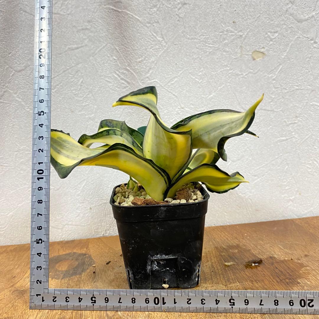 ちぃー様 専用 【発根済】サンスベリア ゴールデンウェンディ #b