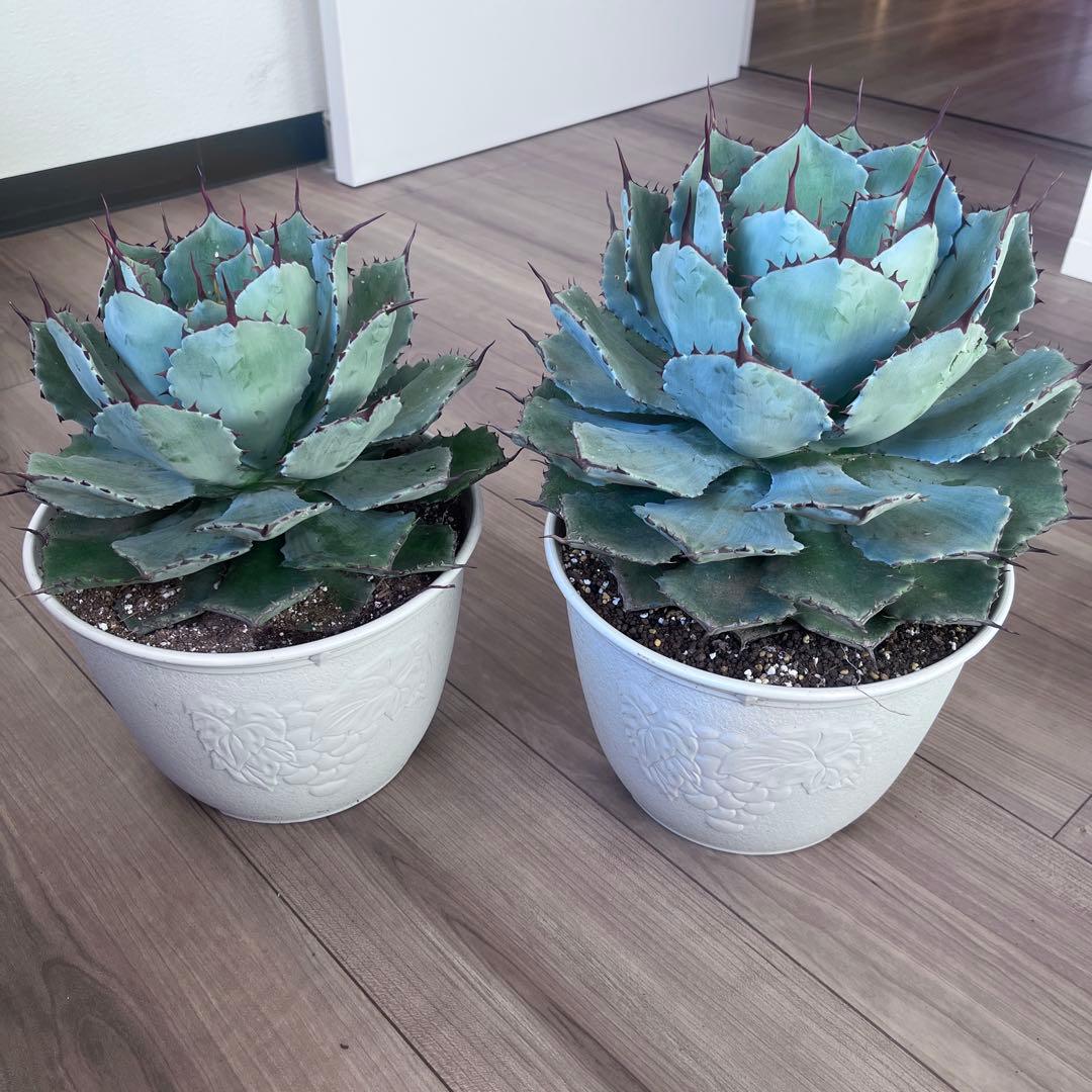 吉祥冠　2個セット　大きめ株　即戦力