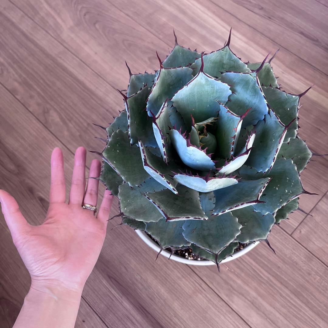 吉祥冠　2個セット　大きめ株　即戦力