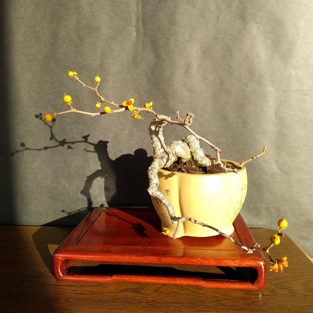 ツルウメモドキ