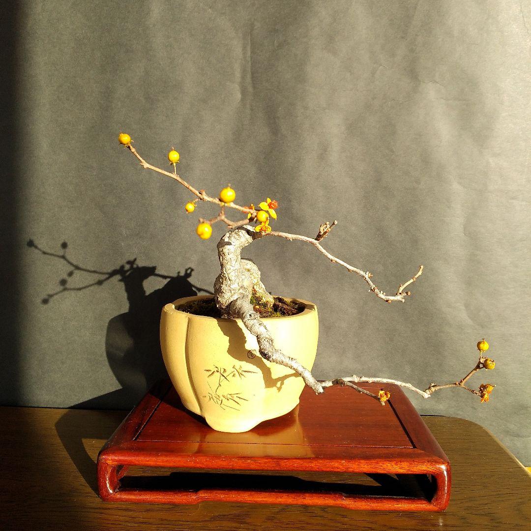 ツルウメモドキ