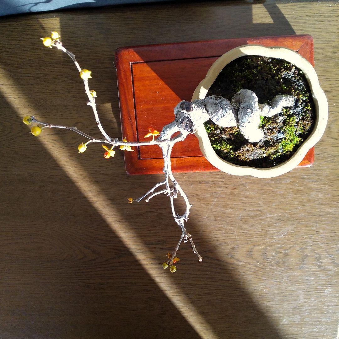 ツルウメモドキ