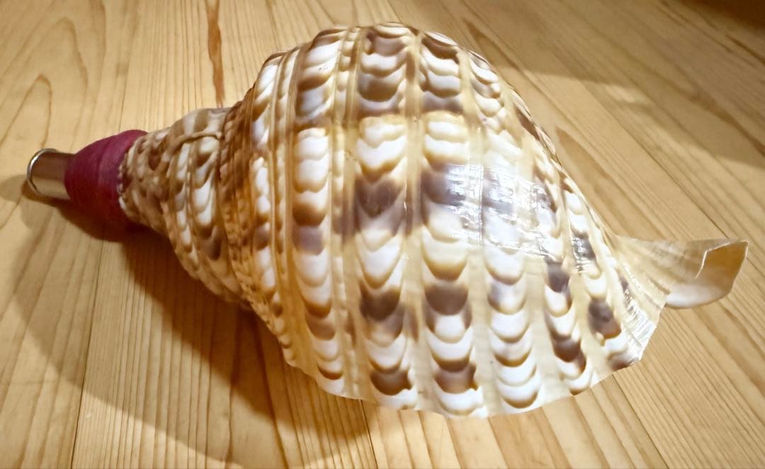 法螺貝　ほら貝　ホラガイ❣️