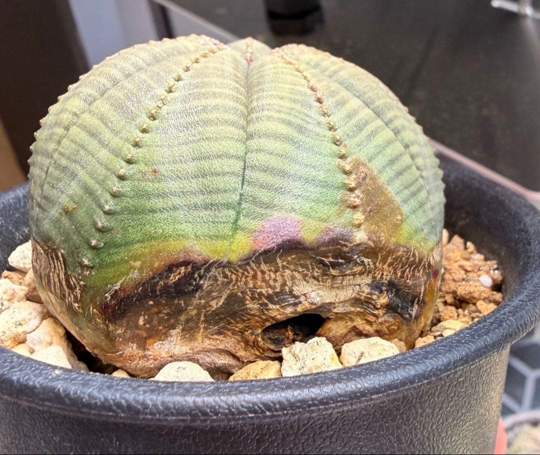 良型 ユーフォルビア オベサ 7稜オベサ 抜き苗 - メルカリ