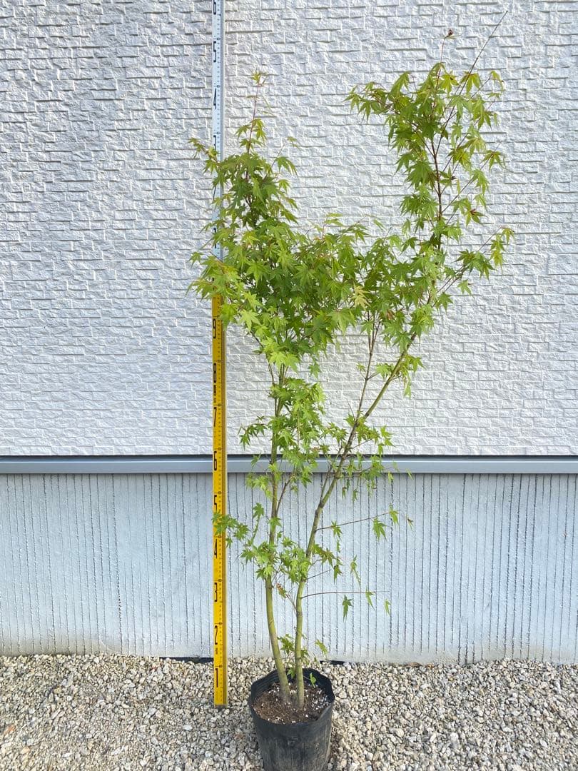 イロハモミジ 2本立ち H1.2m - メルカリ