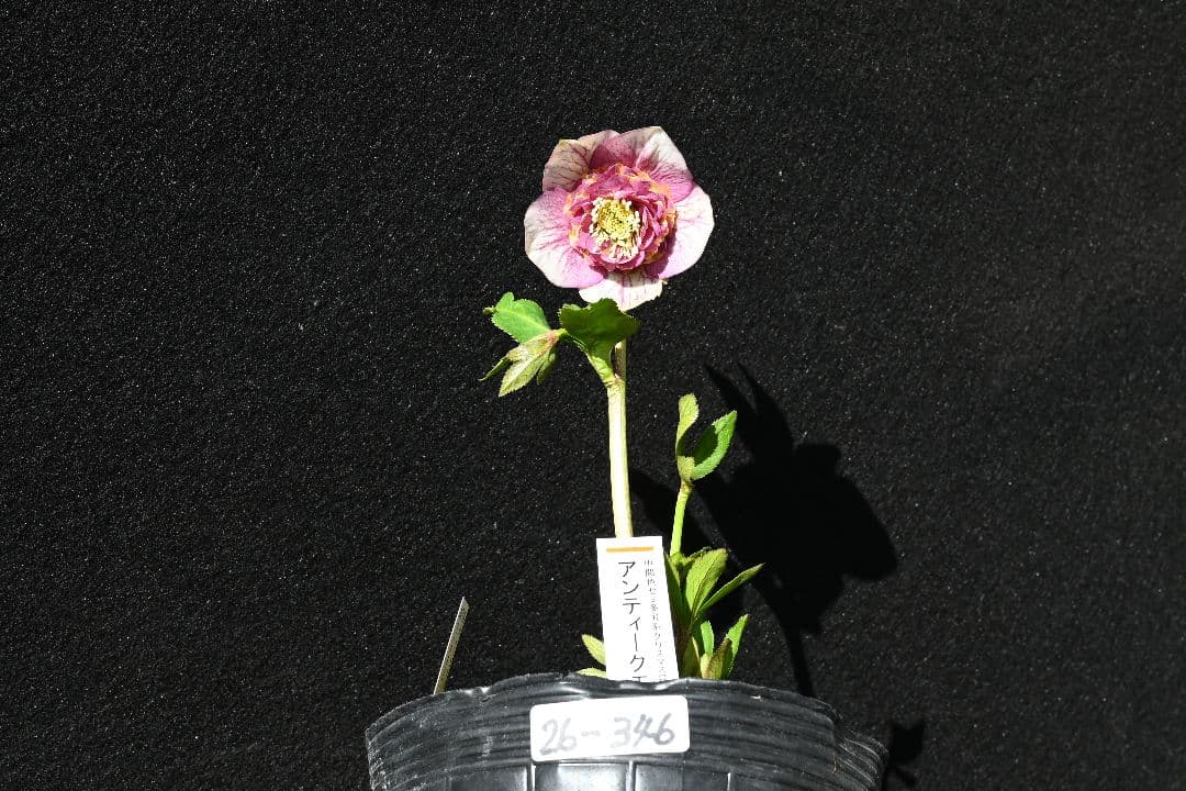 クリスマスローズ 最高級！認定アンティークモーリー メビウス交配