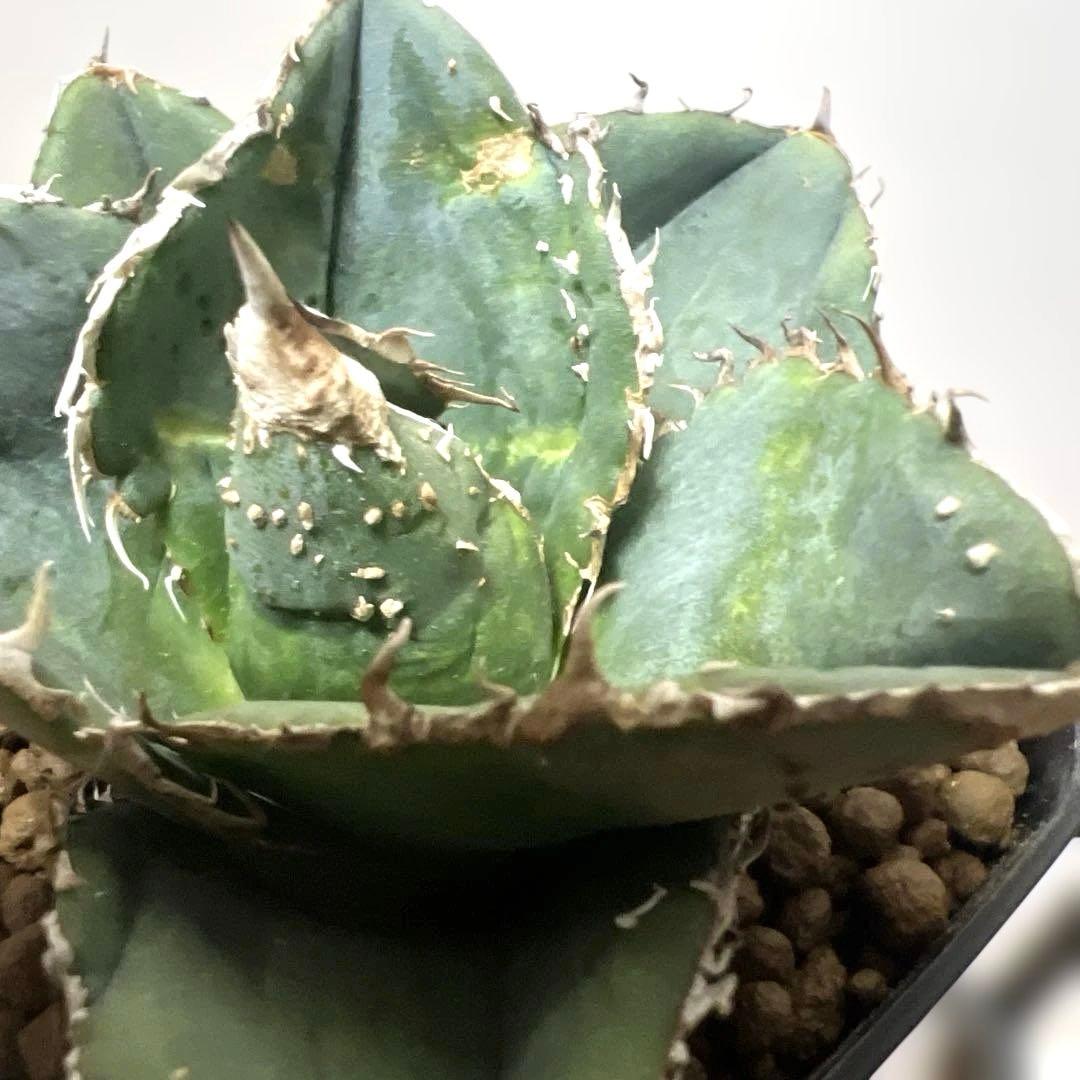 アガベ 鉢植発送 冰雹ブツブツ系 極上血統 超特選 スペシャル個体
