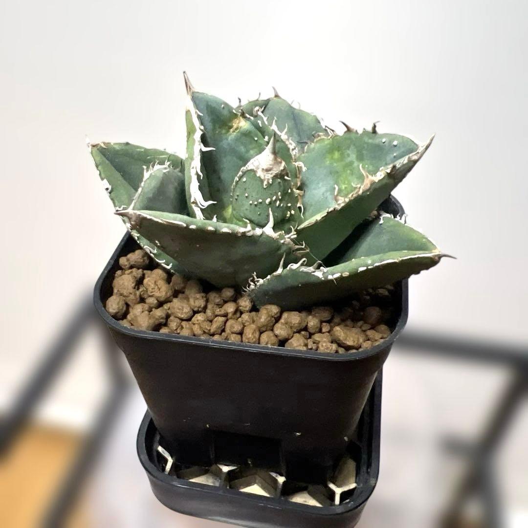 アガベ 鉢植発送 冰雹ブツブツ系 極上血統 超特選 スペシャル個体