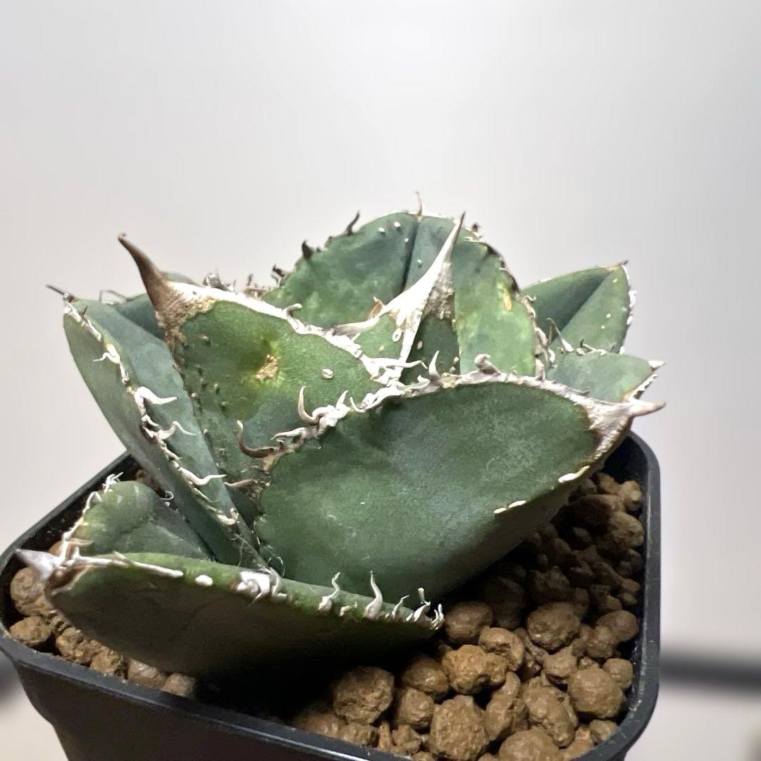 アガベ 鉢植発送 冰雹ブツブツ系 極上血統 超特選 スペシャル個体