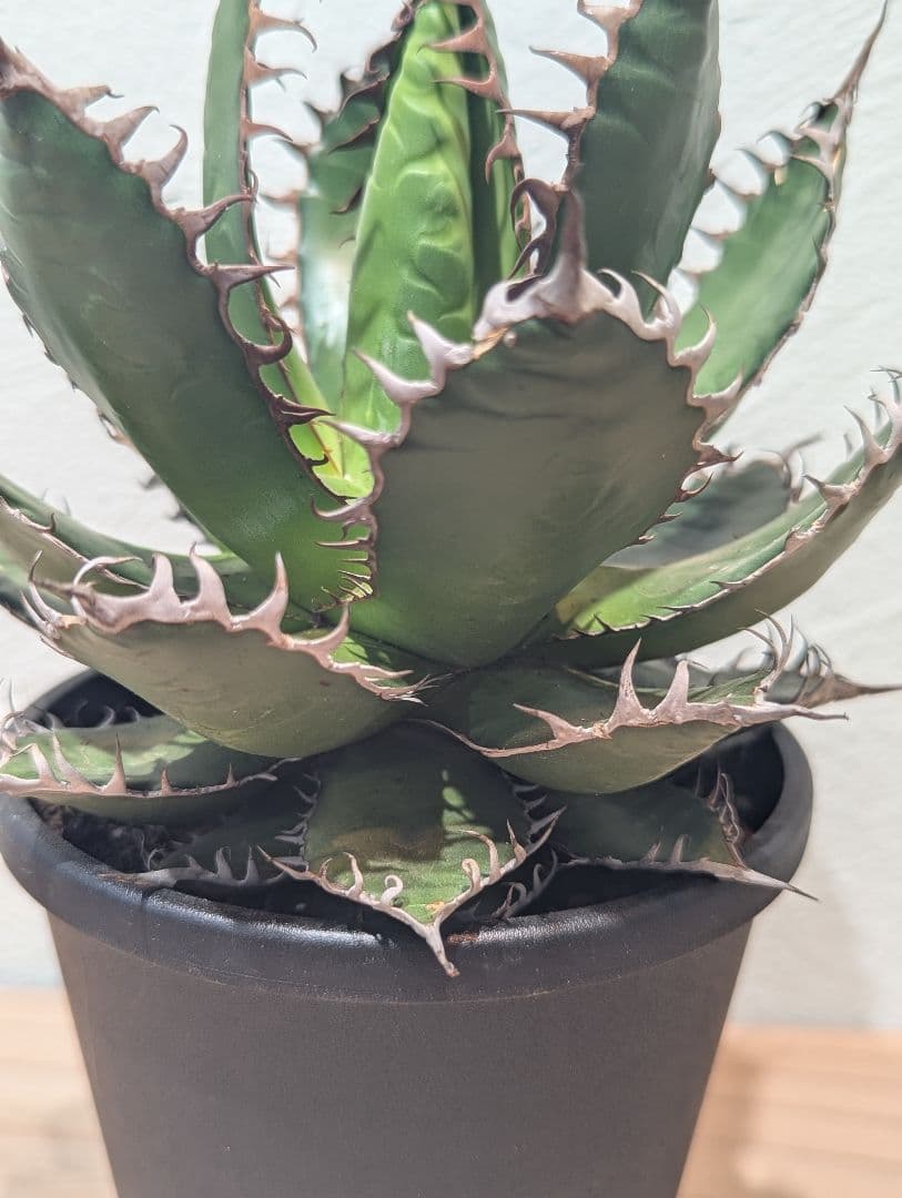 アガベ・ホリダ③　4号鉢　鋸歯が美しい人気種