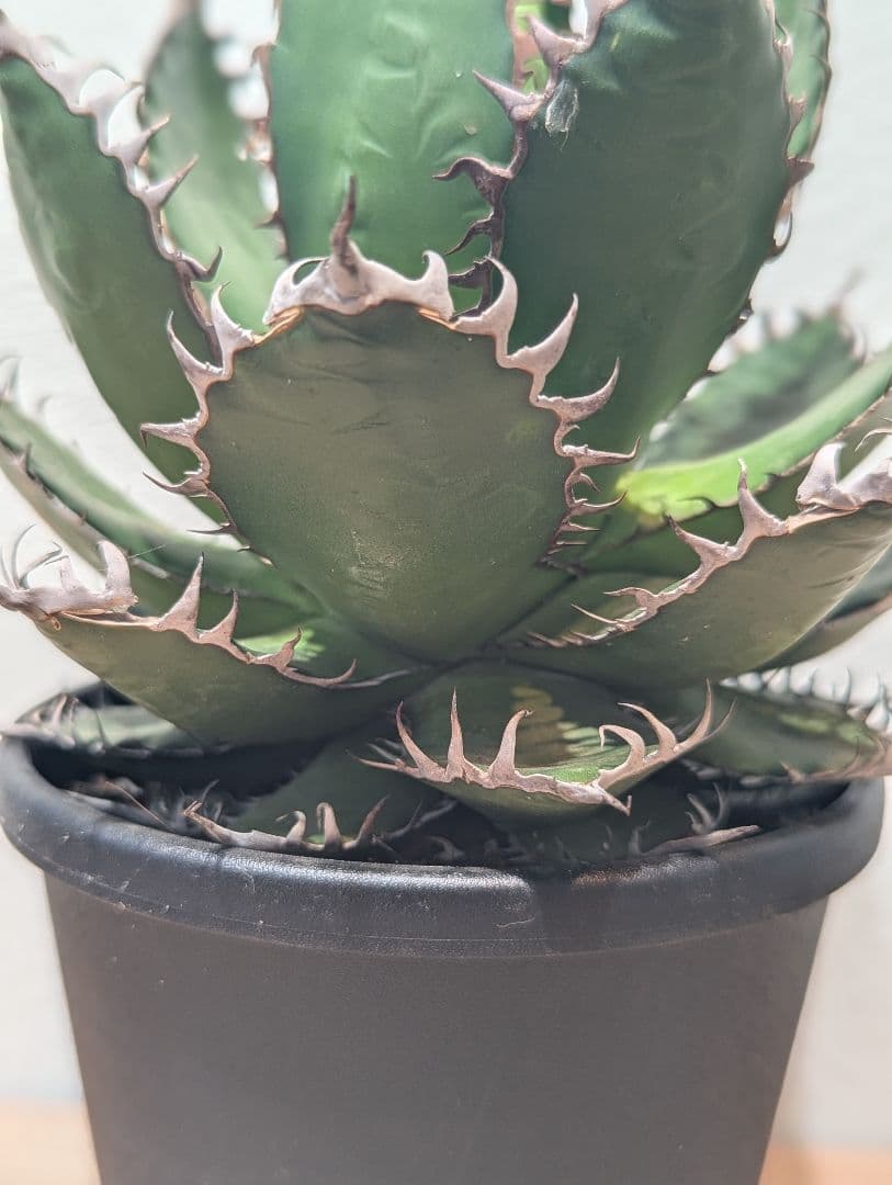 アガベ・ホリダ③　4号鉢　鋸歯が美しい人気種