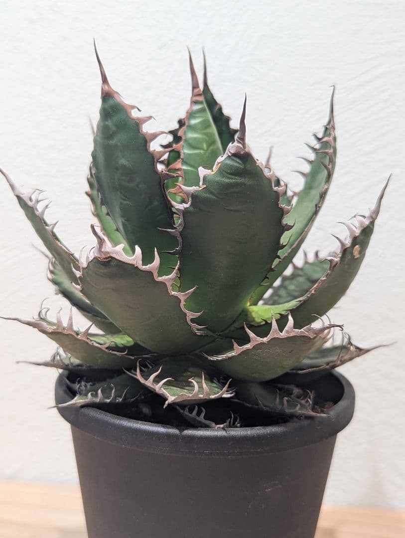 アガベ・ホリダ③　4号鉢　鋸歯が美しい人気種