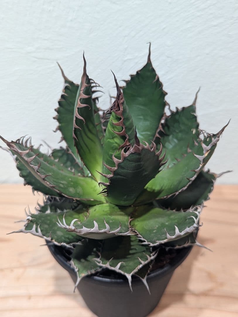 アガベ・ホリダ③　4号鉢　鋸歯が美しい人気種