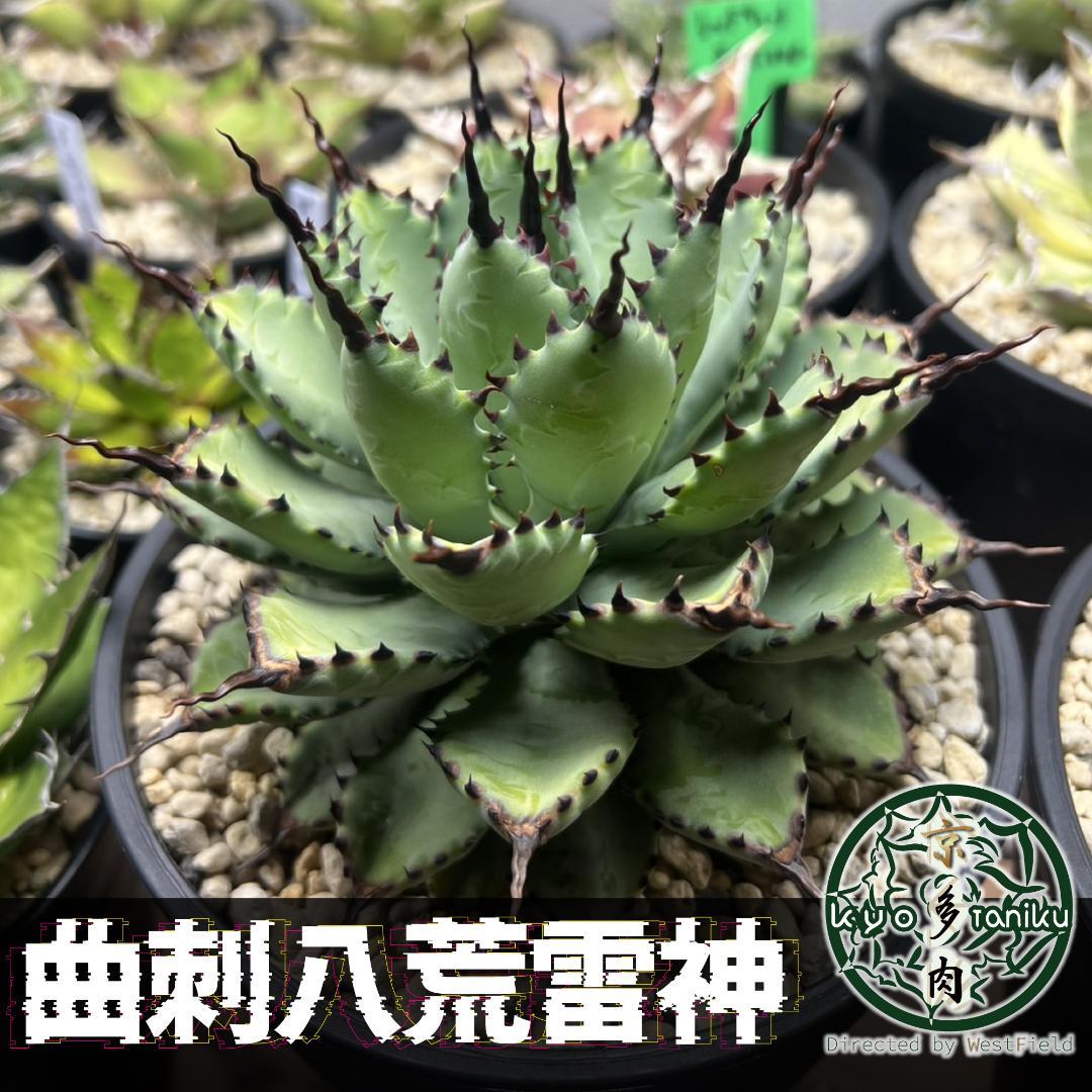 【良苗】アガベ 曲刺八雷（八荒殿×雷神 ）八荒雷神　匿名配送可能