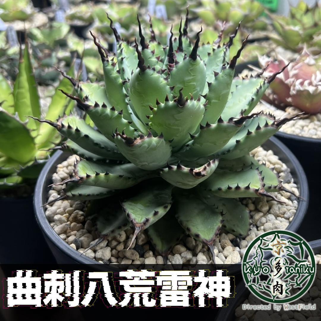 【良苗】アガベ 曲刺八雷（八荒殿×雷神 ）八荒雷神　匿名配送可能