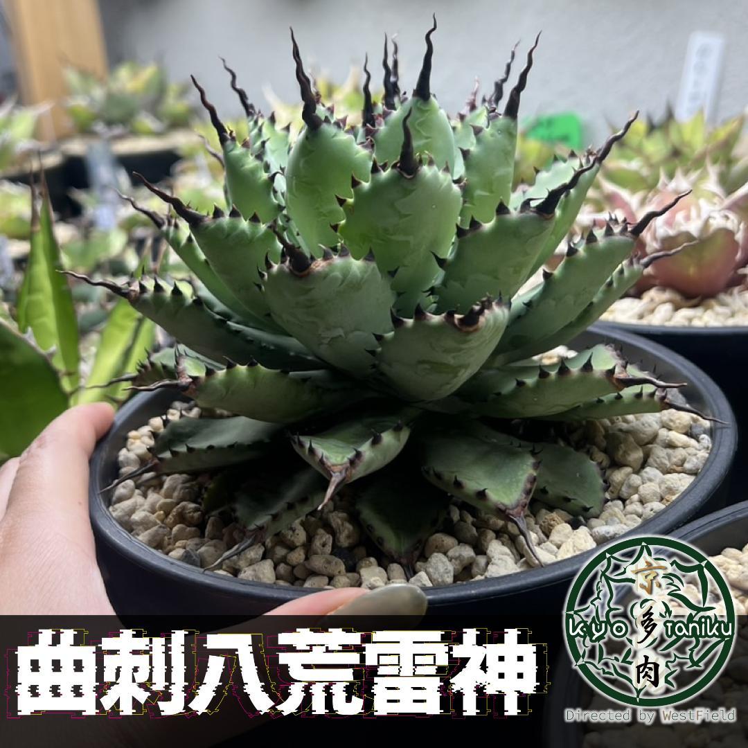 【良苗】アガベ 曲刺八雷（八荒殿×雷神 ）八荒雷神　匿名配送可能